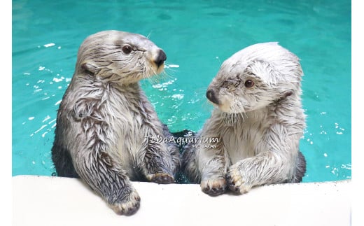 9-01鳥羽水族館 年間パスポート 幼児