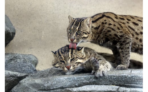 30-53鳥羽水族館 年間パスポート 大人