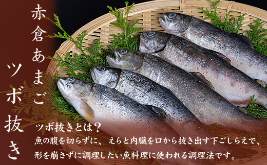 あまごツボ抜き　10本入り　下処理済み　塩焼きや色々なお料理に