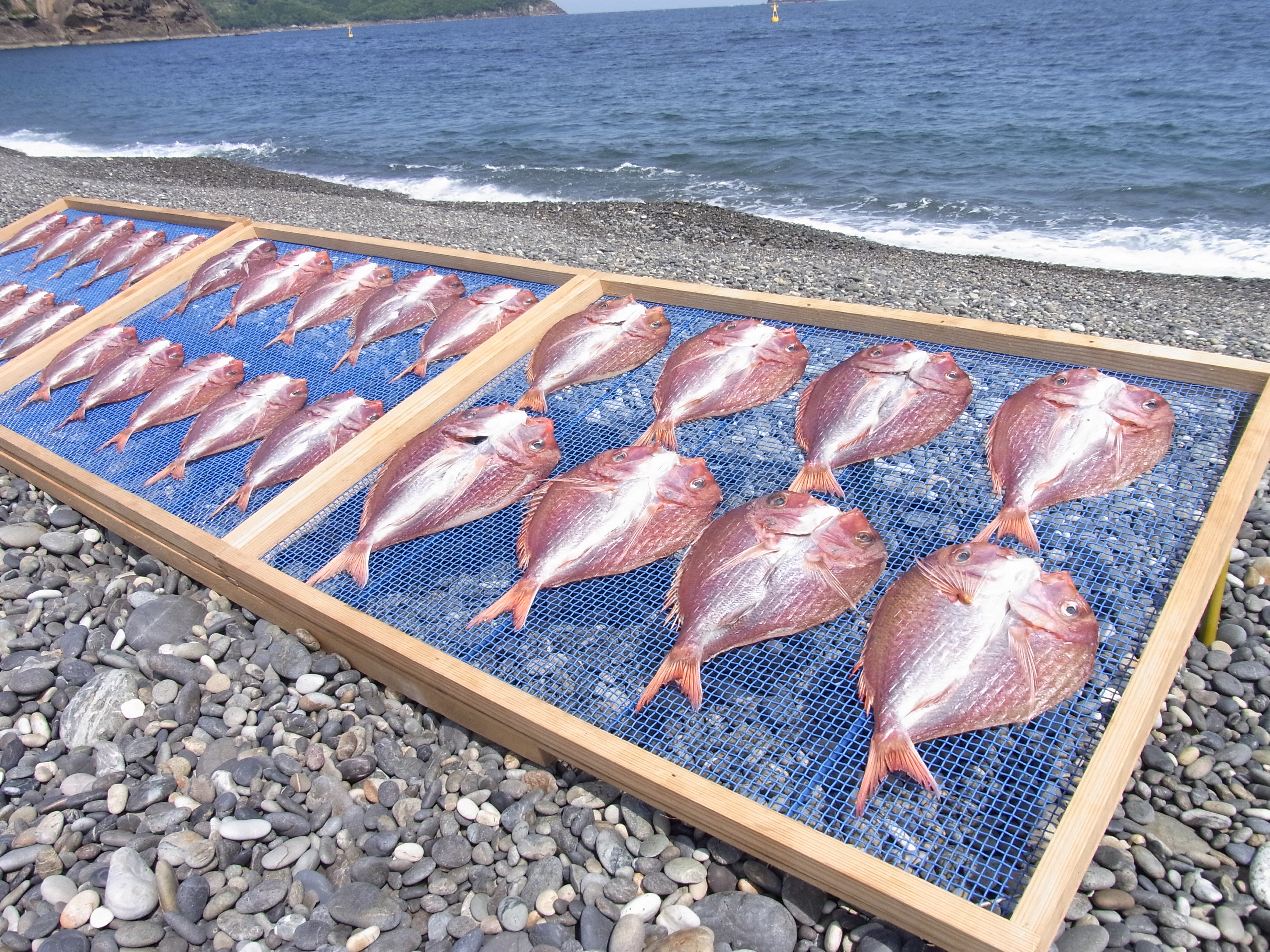 【定期便３回】 干物 熊野干物詰め合わせ 海の恵み D 鯛 サンマ アジ カマス ブリ カワハギ スルメ 人気 干物セット