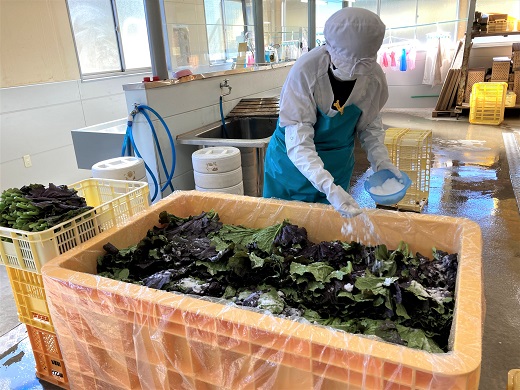 熊野特産　たかな漬「めはり」100g×10袋【化粧箱入り】