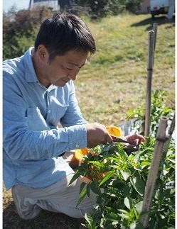 熊野唐辛子ギフト７ (一味唐辛子(ハバネロ)2本＋生唐辛子) 希少 国産唐辛子