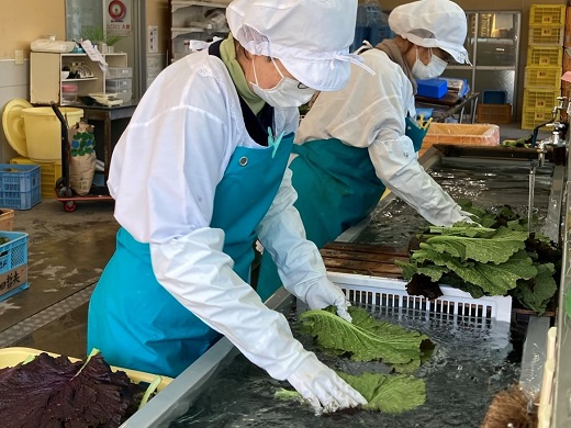 熊野特産　たかな漬きざみ用100g×20袋