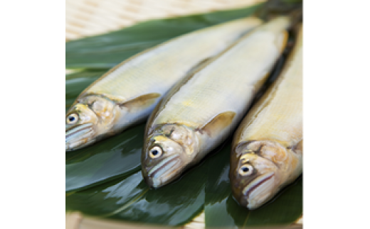 鮎　甘露煮　６匹（袋入り）セット／宮川物産　あゆ　和食　お取り寄せグルメ　三重県　大台町