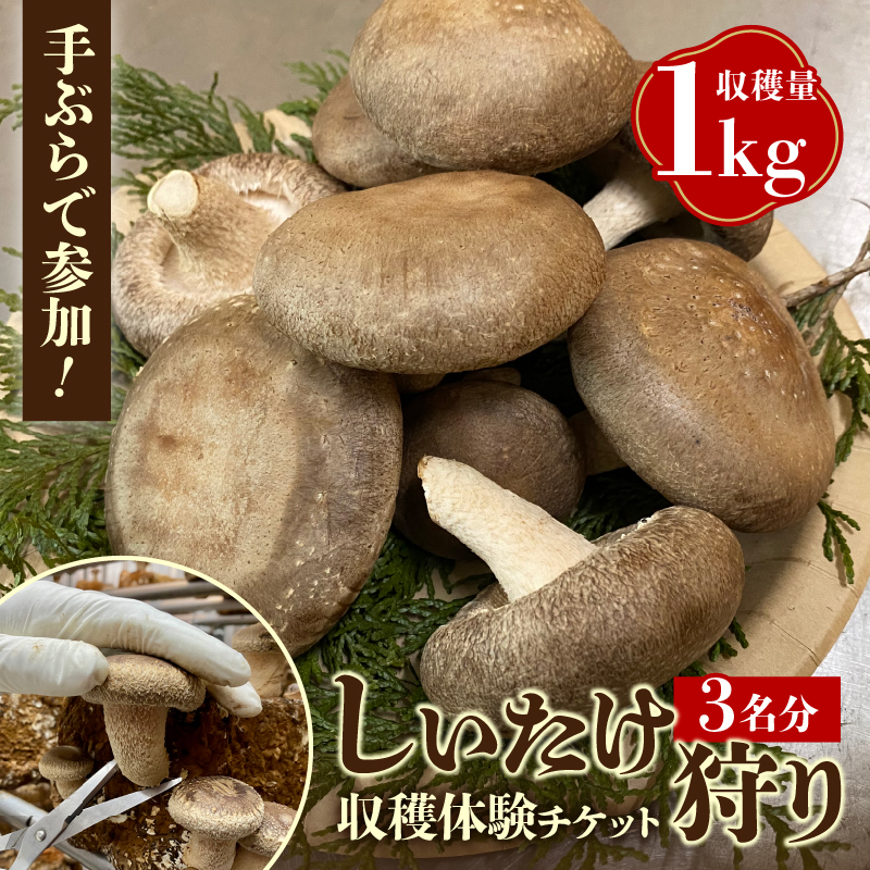 きのこ狩り(収穫体験チケット3名分)収穫量1kg