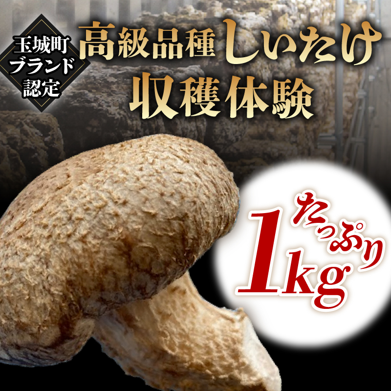 きのこ狩り(収穫体験チケット3名分)収穫量1kg