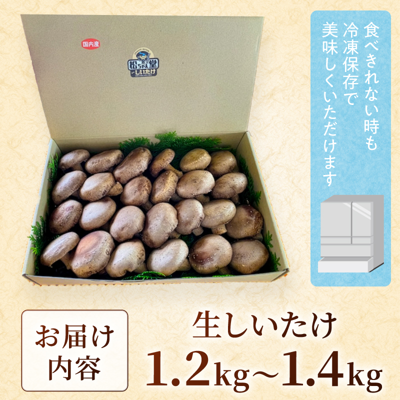 国内産菌床しいたけ1.2kg〜1.4kg