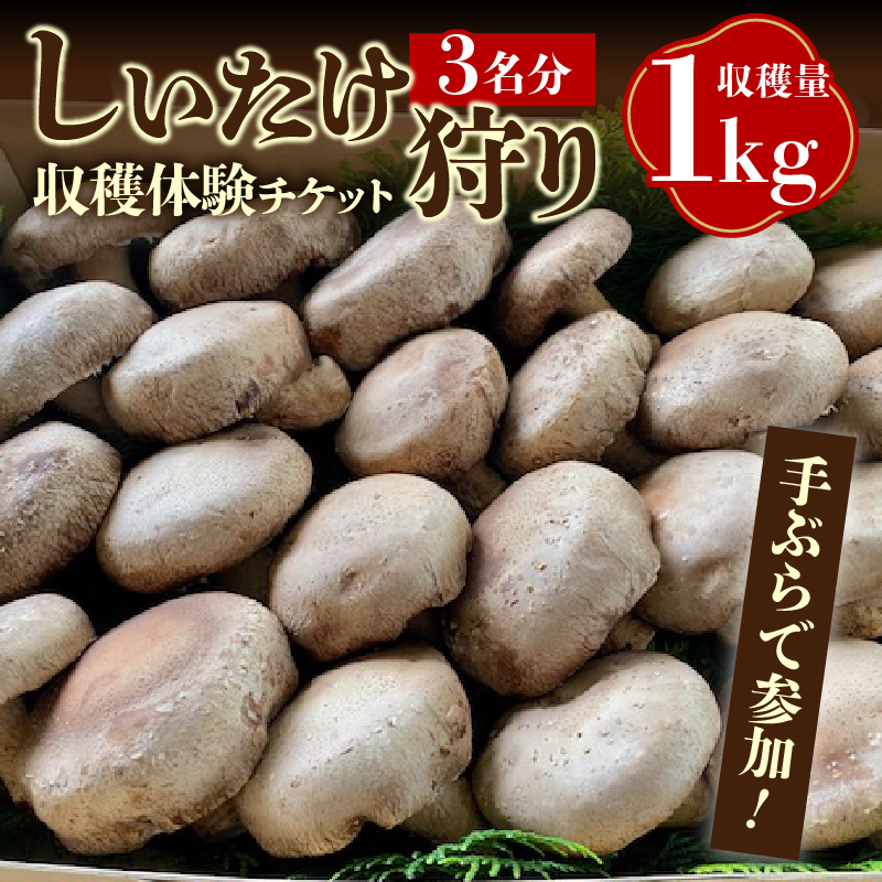 きのこ狩り(収穫体験チケット3名分)収穫量1kg