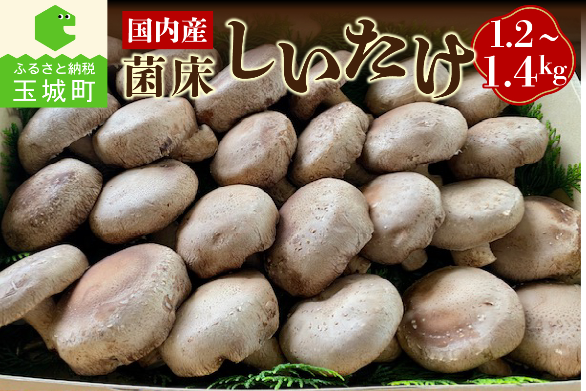 国内産菌床しいたけ1.2kg～1.4kg