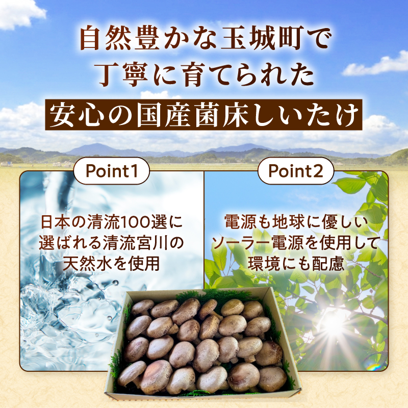 国内産菌床しいたけ1.2kg〜1.4kg