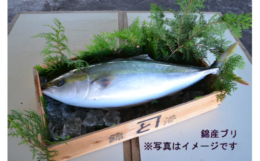 （冷蔵） 錦産 養殖 ブリ フィレ 半身 ／ 魚々錦 ふるさと納税 大紀ブランド 魚 鰤 海鮮 海産 お取り寄せグルメ 三重県 大紀町