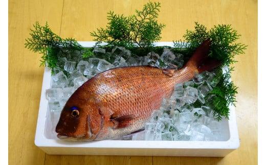 （冷蔵） 錦産 養殖 真鯛 まるごと1匹 ／ 魚々錦 ふるさと納税 大紀ブランド 魚 たい 海鮮 海産 お取り寄せ グルメ 三重県 大紀町