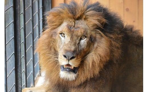 大内山動物園 入園券 大人１枚 ／ 動物園 チケット エサ付き 旅行 三重県 大紀町