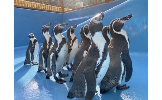 大内山動物園 年間パスポート１枚 ／ 動物園 チケット エサ付き 旅行 三重県 大紀町