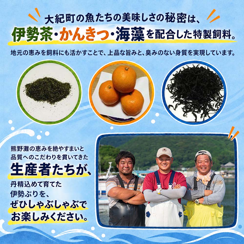 （冷凍）【２月第４週発送】伊勢ぶり しゃぶしゃぶ セット 選べる配送月 約200g ／ 2人前 3人前 鰤 ブリ ひろめ付 冷凍 年内配送 年末 お取り寄せ 海鮮 魚 ギフト 鍋 海産物 水産物 三重県 大紀町