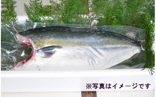 （冷蔵） 錦産 養殖 ブリ フィレ 半身 ／ 魚々錦 ふるさと納税 大紀ブランド 魚 鰤 海鮮 海産 お取り寄せグルメ 三重県 大紀町