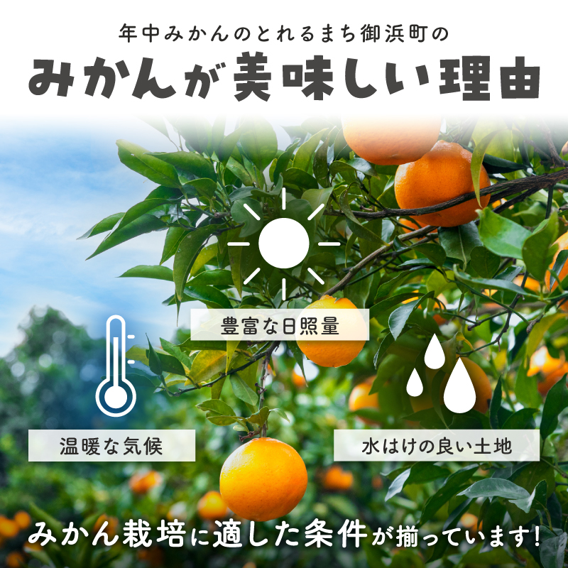 ささのうち農園の みかんじゅうす 3本セット【 100％ストレートみかんジュース 柑橘飲料 化粧箱入り 果物 みかん ギフト ささのうち農園 三重県 御浜町 】