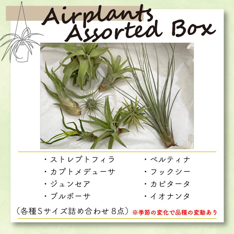 エアープランツアソートＢＯＸ インテリア エアープランツ 観葉植物 植物 セット 