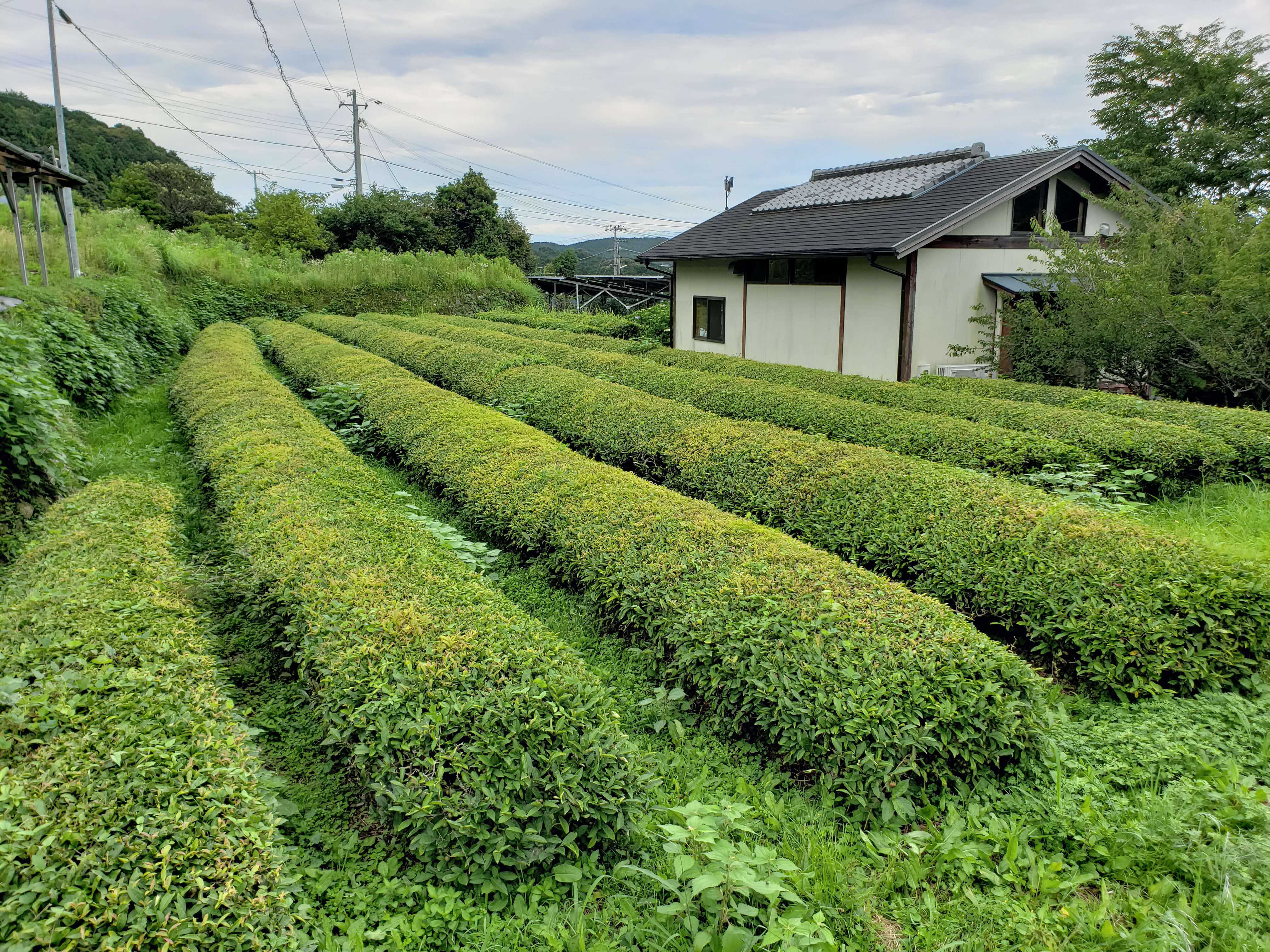 アッサム紅茶（パック）