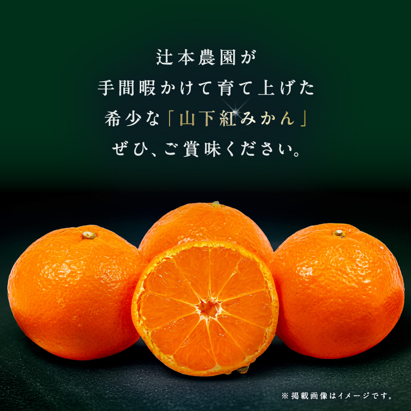 辻本農園の山下紅みかん大玉（家庭用）10キロ【期間限定 数量限定 キズあり まぼろし 幻 高級 甘い 果物 ミカン フルーツ 柑橘 家庭用 三重県 御浜町】