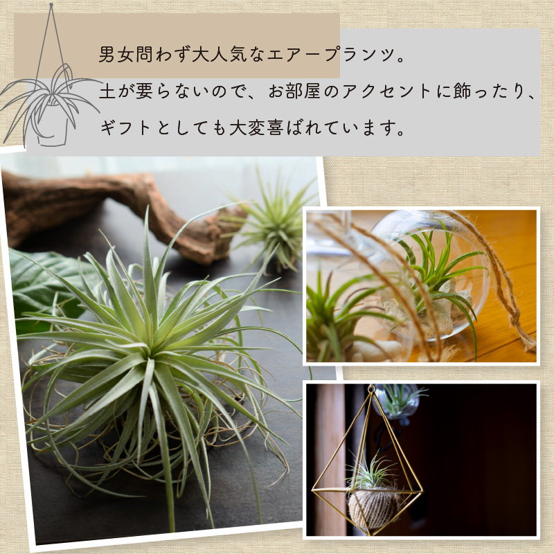 エアープランツアソートＢＯＸ インテリア エアープランツ 観葉植物 植物 セット 