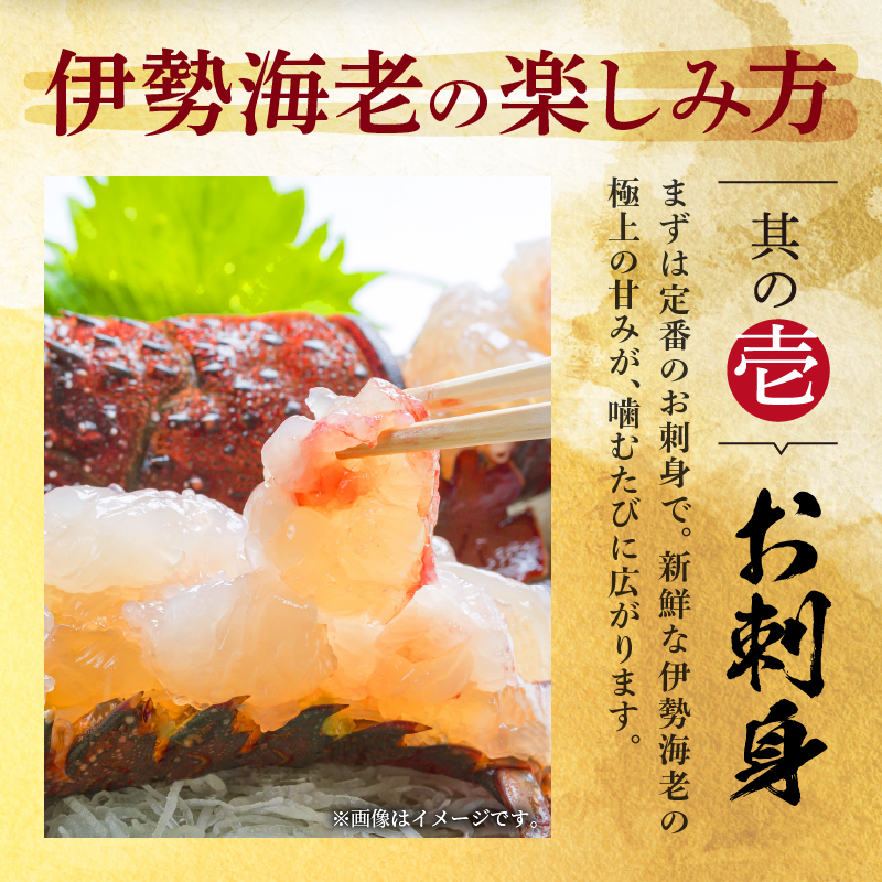 文恵丸水産の熊野灘産活伊勢海老　御浜コース 1〜3尾 約500g前後【魚介 伊勢えび 伊勢海老 海老 えび 活き 三重県 御浜町】