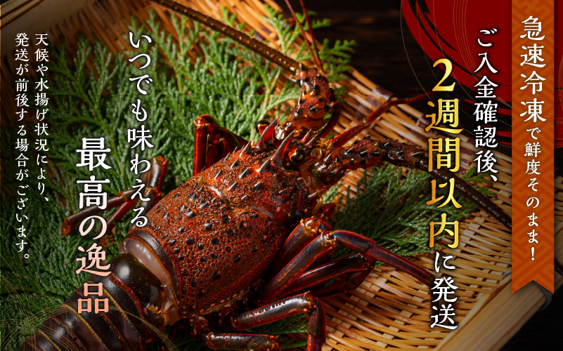 文恵丸水産の熊野灘産活〆急速冷凍伊勢海老　梅 2〜3尾 約700〜750g【魚介 伊勢海老 伊勢えび 海老 えび 三重県 御浜町 冷凍】