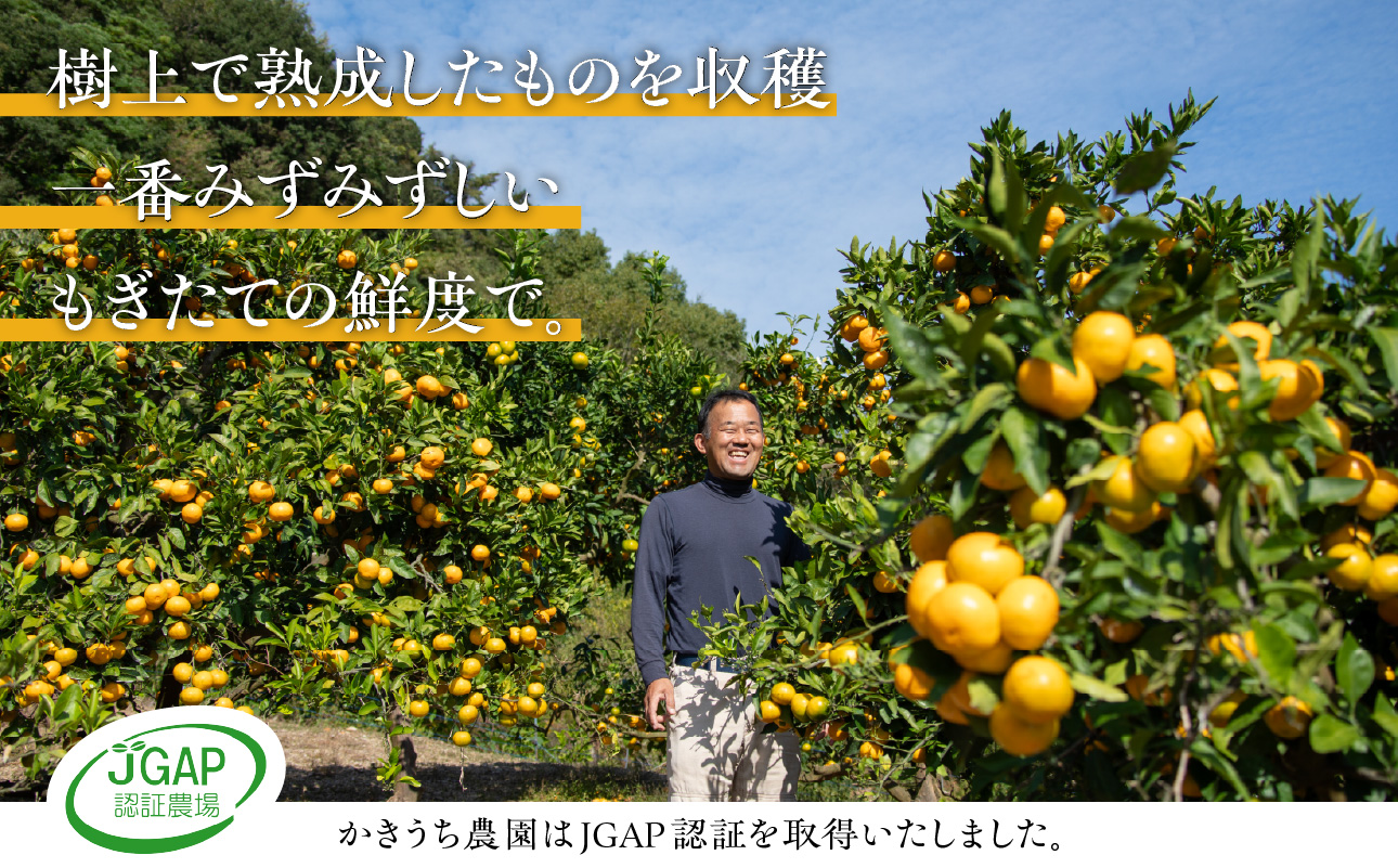かきうち農園のオレンジ便（全5回）【果物 フルーツ みかん オレンジ デザート 定期便 定期 5回 三重県 御浜町】