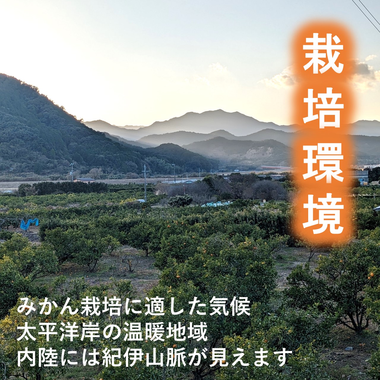 熊養蜂の濃厚高級セミノールジュース2本【 1L×2本 飲料 100％ストレート セミノール ドリンク みかんジュース オレンジジュース 三重県 御浜町】