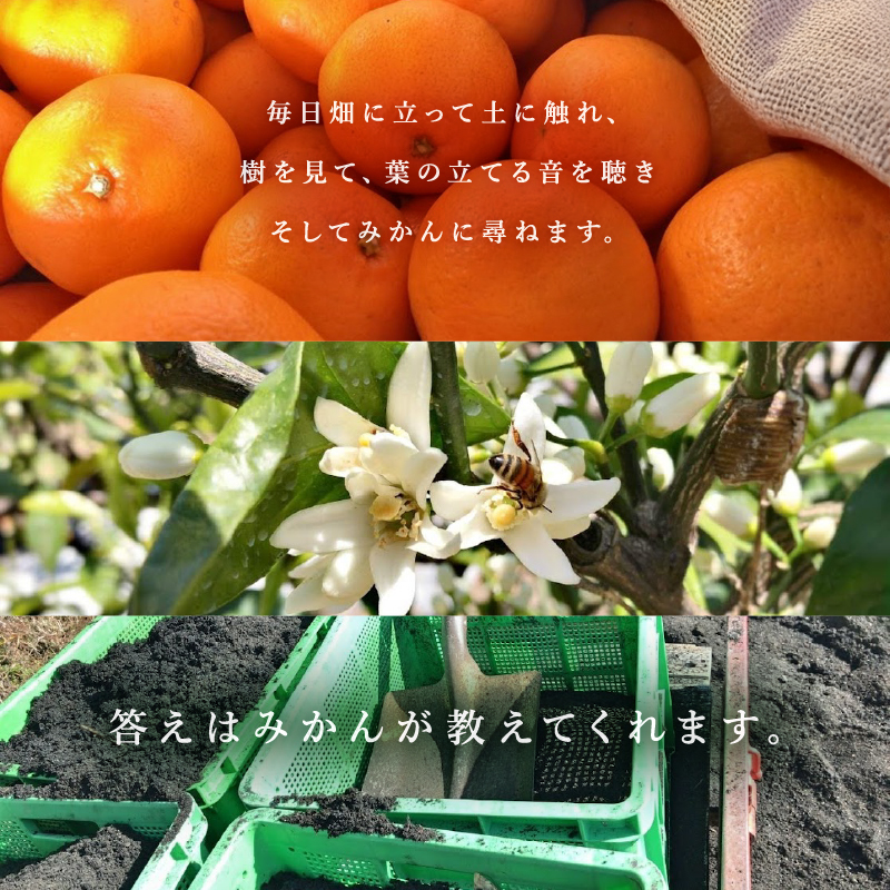 北東農園の温州みかん5キロ【数量限定 期間限定 果物 フルーツ みかん 温州みかん 5kg 三重県 御浜町】