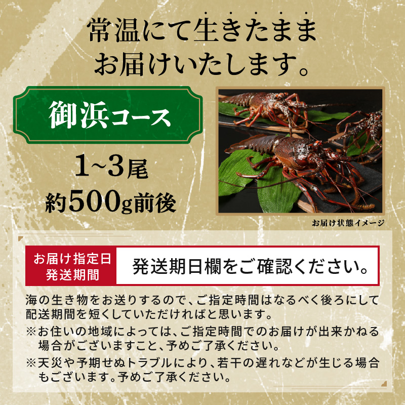 文恵丸水産の熊野灘産活伊勢海老　御浜コース 1〜3尾 約500g前後【魚介 伊勢えび 伊勢海老 海老 えび 活き 三重県 御浜町】