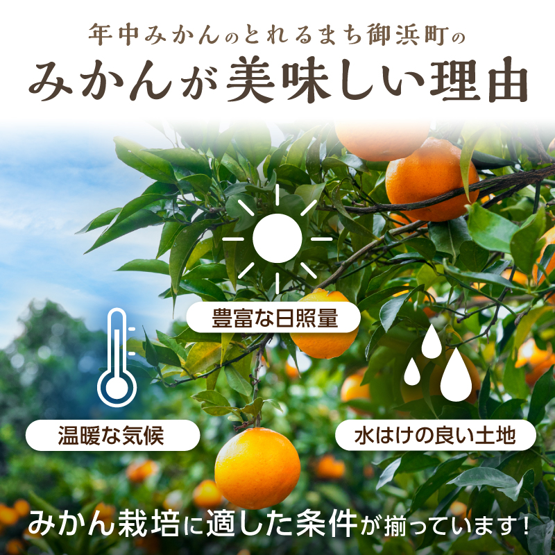 アグリの夢みかん食べくらべ（全5回）【期間限定 数量限定 果物 フルーツ みかん デザート 定期便 定期 5回 三重県 御浜町】