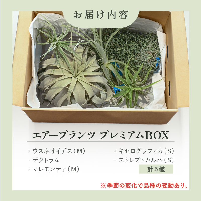 南紀グリーンハウスのエアープランツプレミアムBOX【エアープランツ プランツ ティランジア 詰め合わせ 観葉植物 植物 エアプランツ 園芸 インテリア ギフト セット 三重県 御浜町 】