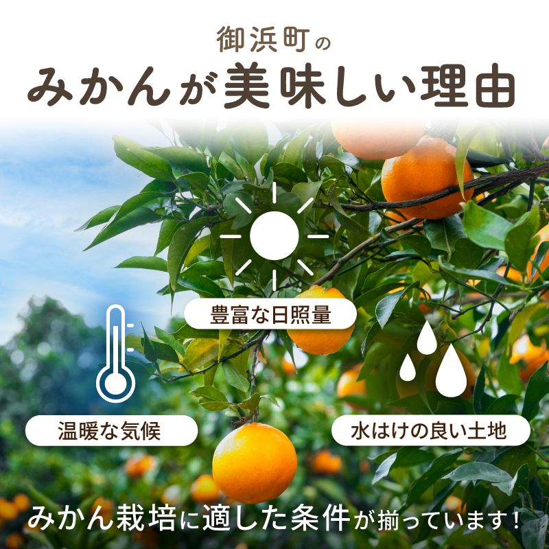 丸安青果の御浜町産みかん（全5回）【果物 フルーツ みかん 定期 定期便 5回 ポンカン 不知火 サンフルーツ ハウス 温州 三重県 御浜町】