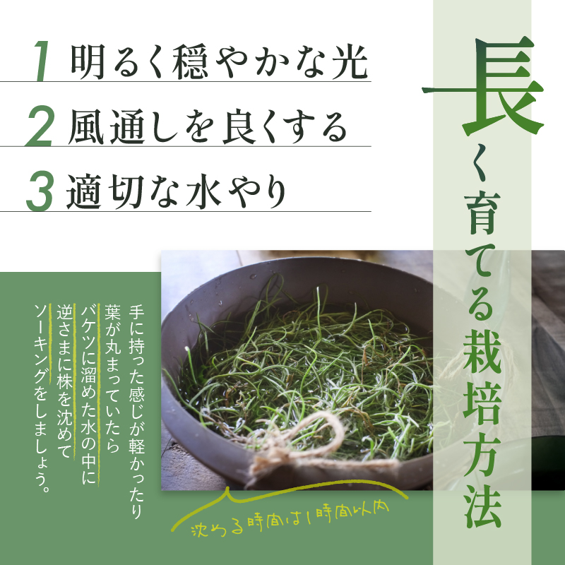 南紀グリーンハウスのエアープランツスペシャルBOX【エアープランツ プランツ ティランジア 詰め合わせ 観葉植物 植物 エアプランツ 園芸 インテリア ギフト セット 三重県 御浜町 】