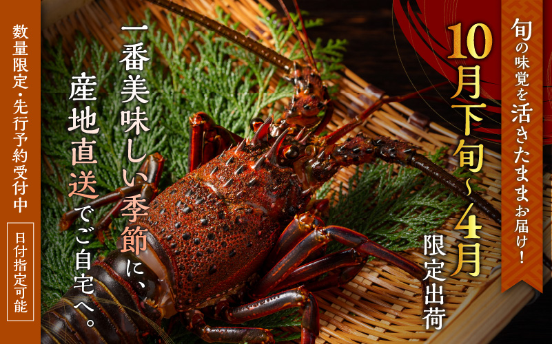 文恵丸水産の熊野灘産活伊勢海老　大漁コース 4〜12尾 約2.2kg前後【魚介 伊勢海老 伊勢えび 海老 えび 活き 三重県 御浜町】