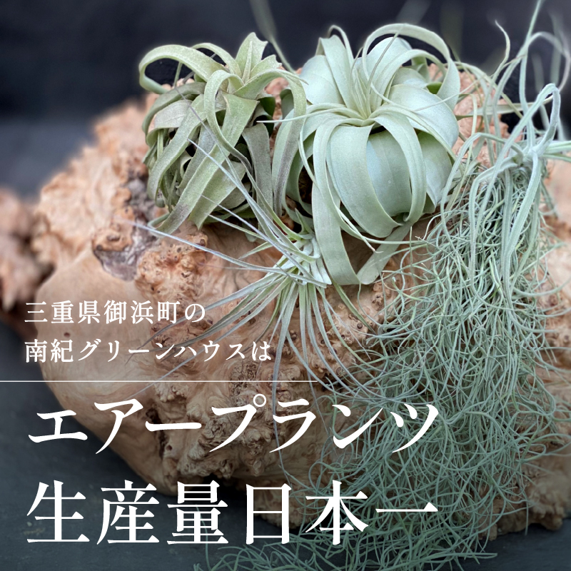 南紀グリーンハウスのエアープランツスペシャルBOX【エアープランツ プランツ ティランジア 詰め合わせ 観葉植物 植物 エアプランツ 園芸 インテリア ギフト セット 三重県 御浜町 】