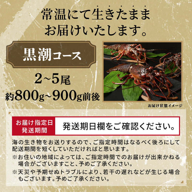 文恵丸水産の熊野灘産活伊勢海老　黒潮コース 2〜5尾 約800g〜900g前後【魚介 伊勢海老 伊勢えび 海老 えび 活き 三重県 御浜町】