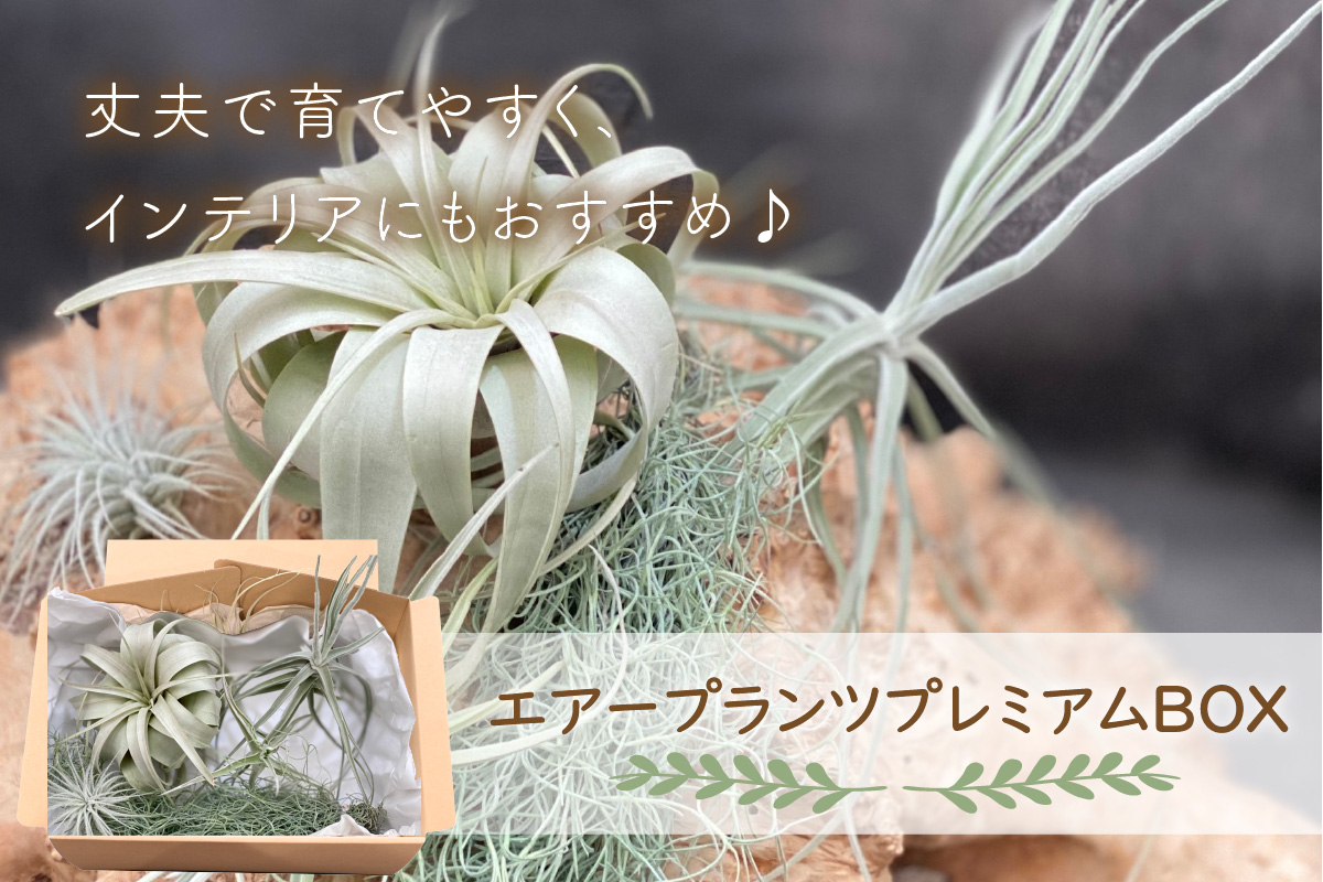 エアープランツプレミアムBOX インテリア エアープランツ 観葉植物 植物 セット