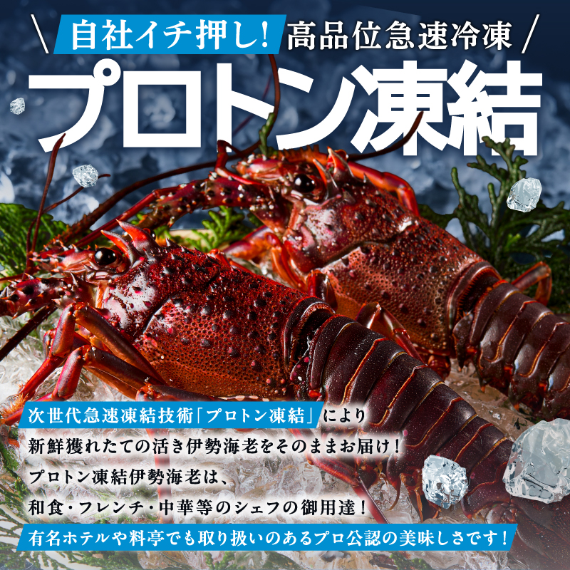 ［日付指定できる！］文恵丸水産の熊野灘産活〆急速冷凍伊勢海老　梅 2〜3尾 約700〜750g【要日時指定配達 急速冷凍 魚介 プロトン 伊勢海老 伊勢えび 海老 えび 三重県 御浜町 冷凍 のし対応可 熨斗】
