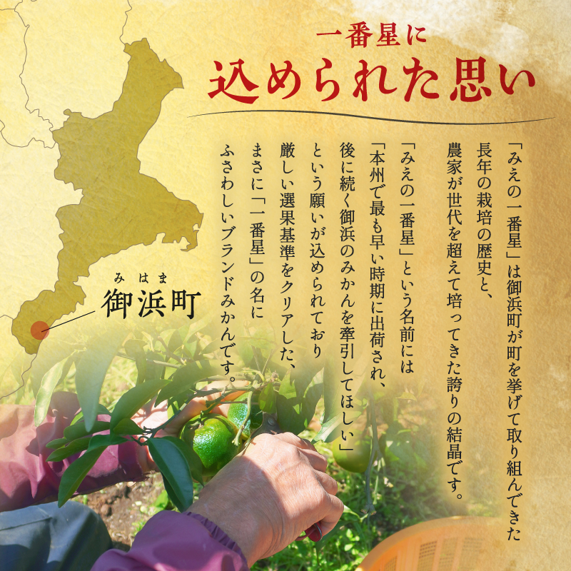 JAみえの一番星（味一号）5キロ【期間限定 数量限定 果物 フルーツ みかん 味一号 みえの一番星 超極早生 5kg 三重県 御浜町】
