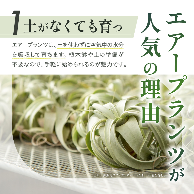 南紀グリーンハウスのエアープランツスペシャルBOX【エアープランツ プランツ ティランジア 詰め合わせ 観葉植物 植物 エアプランツ 園芸 インテリア ギフト セット 三重県 御浜町 】