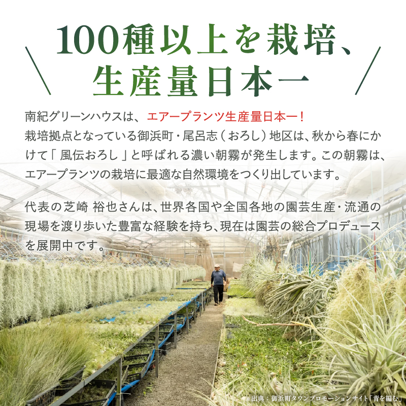 南紀グリーンハウスのエアープランツスペシャルBOX【エアープランツ プランツ ティランジア 詰め合わせ 観葉植物 植物 エアプランツ 園芸 インテリア ギフト セット 三重県 御浜町 】
