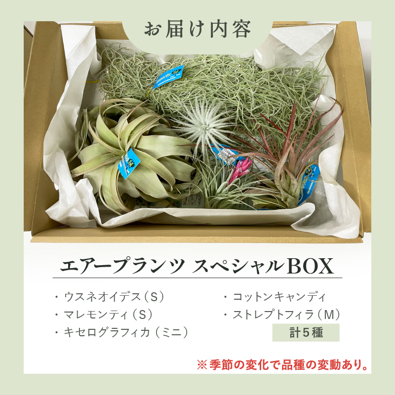 南紀グリーンハウスのエアープランツスペシャルBOX【エアープランツ プランツ ティランジア 詰め合わせ 観葉植物 植物 エアプランツ 園芸 インテリア ギフト セット 三重県 御浜町 】