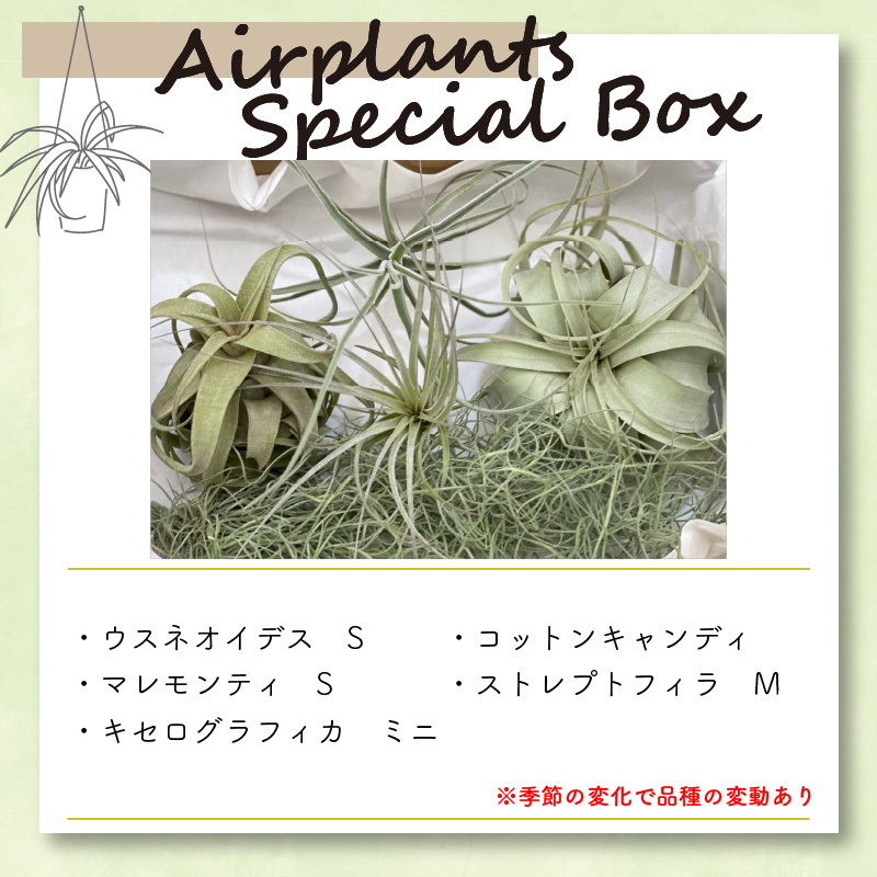 エアープランツスペシャルＢＯＸ インテリア エアープランツ 観葉植物 植物 セット