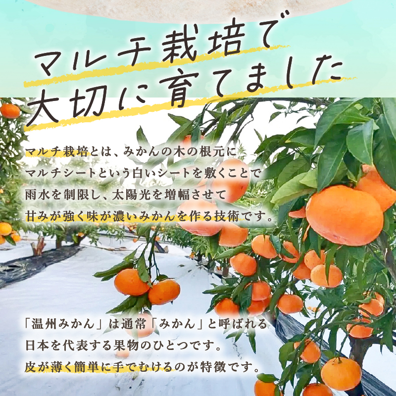 北東農園の温州みかん5キロ【数量限定 期間限定 果物 フルーツ みかん 温州みかん 5kg 三重県 御浜町】