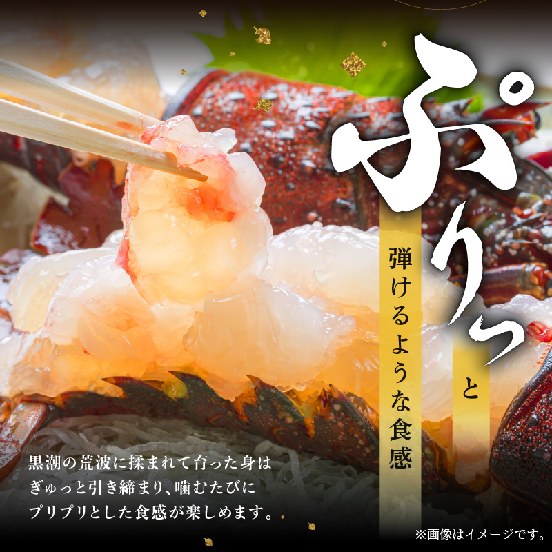 文恵丸水産の熊野灘産活〆急速冷凍伊勢海老　梅 2〜3尾 約700〜750g【魚介 伊勢海老 伊勢えび 海老 えび 三重県 御浜町 冷凍】