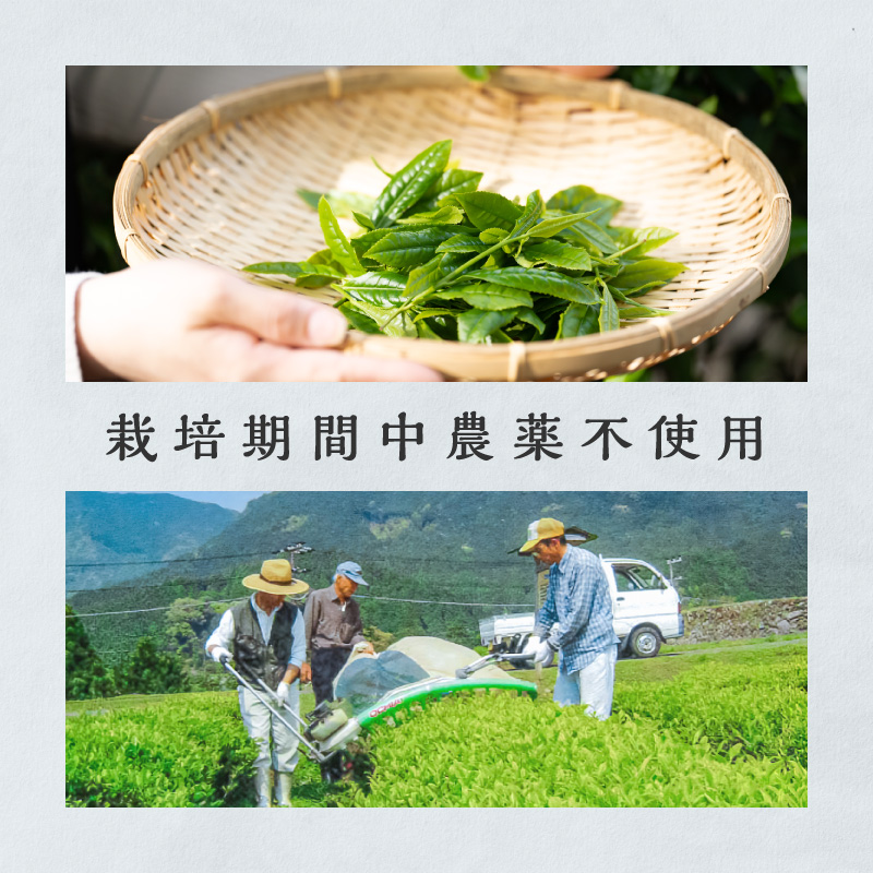 珍しい！国産アッサム紅茶（パック）【紅茶 茶葉 アッサム アッサム紅茶 アッサムティー 国産 ティーバッグ 栽培期間内農薬不使用 自然発酵 自然な甘み あっさり アッサムTea21 三重県 御浜町】