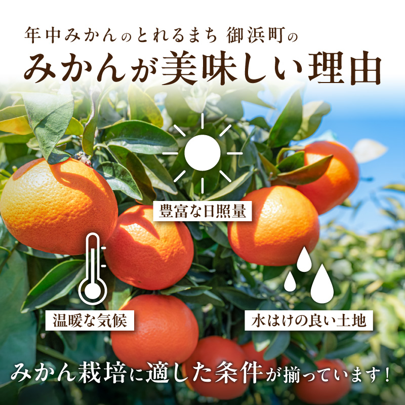 御浜柑橘の旬みかん又はジュースを毎月発送(全5回)【果物 フルーツ みかん 定期便 定期 5回 オレンジ オレンジジュース みかんジュース 光センサー 三重県 御浜町】