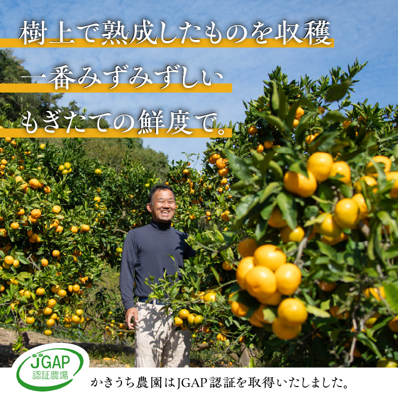 かきうち農園のオレンジ便（全10回）【果物 フルーツ みかん オレンジ デザート みかんジュース オレンジジュース 定期便 定期 10回 三重県 御浜町】